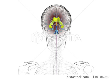 Human brain with colored ventricles, 3D illustration 130106080