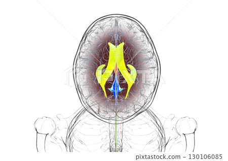 Human brain with colored ventricles, 3D illustration 130106085