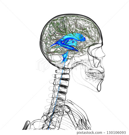 Ventricular system of the brain, 3D illustration 130106093