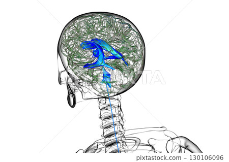 Ventricular system of the brain, 3D illustration Ventricular system of the brain, 3D illustration 130106096