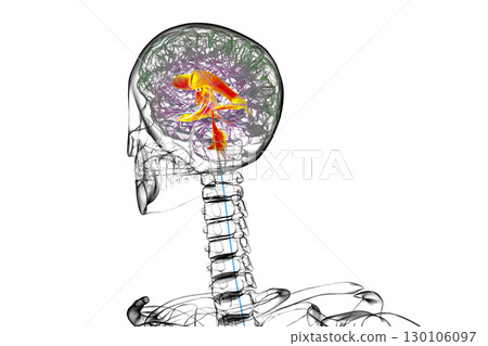 Ventricular system of the brain, 3D illustration Ventricular system of the brain, 3D illustration 130106097