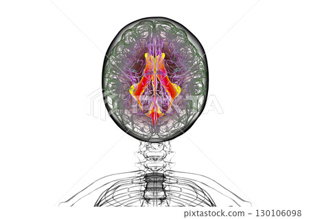 Ventricular system of the brain, 3D illustration 130106098