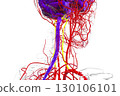 Vertebral arteries, 3D illustration 130106101