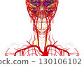 Vertebral arteries, 3D illustration 130106102