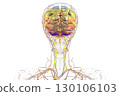 Vertebral arteries, 3D illustration 130106103
