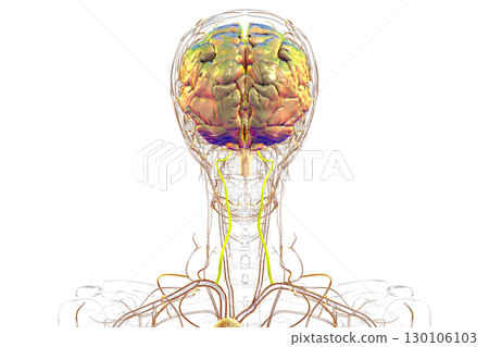 Vertebral arteries, 3D illustration 130106103