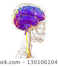 Vertebral arteries, 3D illustration 130106104
