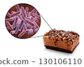 Food borne infections, medical concept 130106110