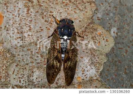 Brown cicada 130106260