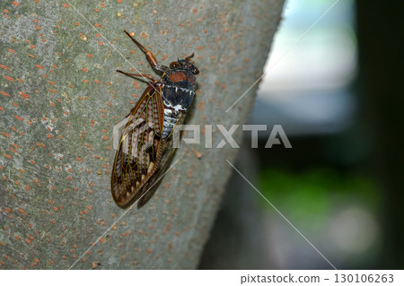 阿巴扎米 阿巴扎米 130106263