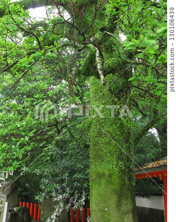 Giant Magnoliaceae tree 130106439