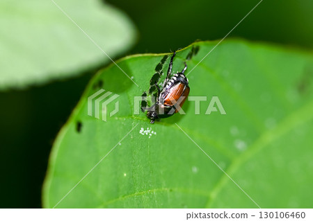 Legend Legend 130106460