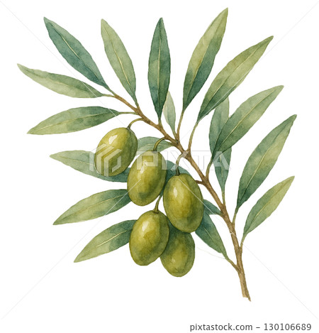 橄欖果實的水彩插圖 130106689