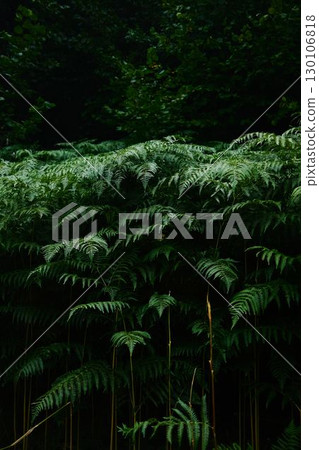 Dense green fern plants growing in forest shade in the mountains of Serbia 130106818
