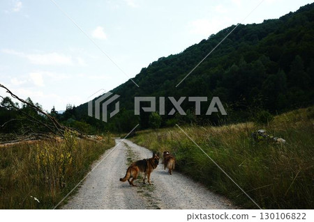 Two dogs German and Australian shepherds walking along a gravel mountain road surrounded by grassy fields and green forest hills in Serbia. Two dogs German and Australian shepherds walking along a gravel mountain road surrounded by grassy fields and green forest hills in Serbia. 130106822
