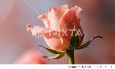 Blooming Flower Time-lapse, Nature's Unfolding, Delicate Growth. Ideal for gardening, biology, meditative content 130106923