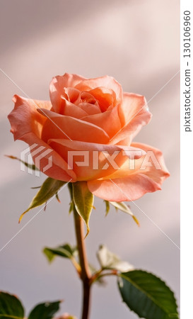 Blooming Flower Time-lapse, Nature's Unfolding, Delicate Growth. Ideal for gardening, biology, meditative content, vertical shot Blooming Flower Time-lapse, Nature's Unfolding, Delicate Growth. Ideal for gardening, biology, meditative content, vertical shot 130106960