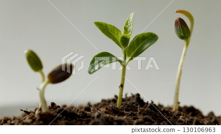 Plant Growth, Life Cycle, Organic Development. Perfect for botany, education, slow-living themes 130106963