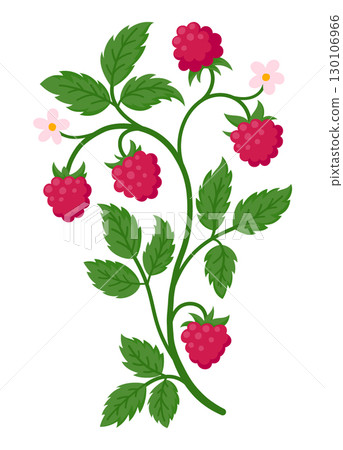 Raspberry branch bearing ripe red fruit, green leaves, and delicate pink blossoms, flat illustration isolated on white. Ideal for summer, food and botanical design projects 130106966