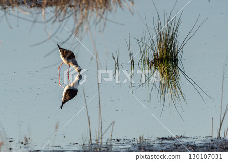 Tranquil Marsh Meal: Black-winged Stilt Feeding with Soft Focus 130107031