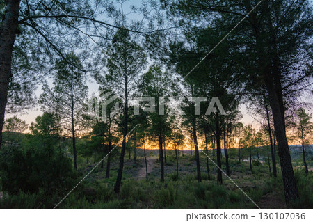 Serene Pine Forest at Dusk with Orange Glow Serene Pine Forest at Dusk with Orange Glow 130107036