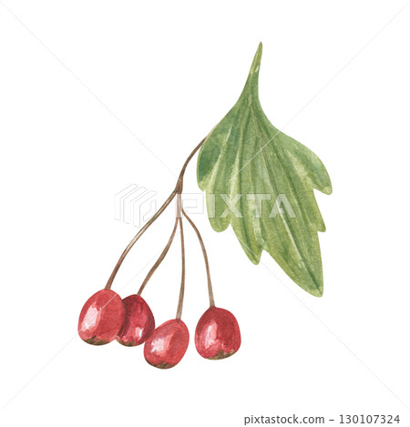 Hawthorn berries on twig with green leaf watercolor illustration on isolated background. Red berry cluster. Autumn healthy plant for herbal medicine concept, autumn design, food packaging. Hawthorn berries on twig with green leaf watercolor illustration on isolated background. Red berry cluster. Autumn healthy plant for herbal medicine concept, autumn design, food packaging. 130107324