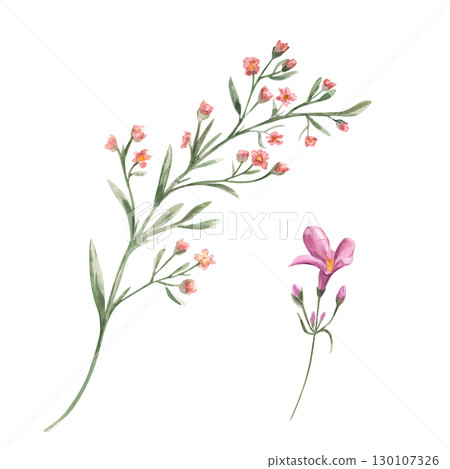 Watercolor meadow plants with pink flowers watercolor illustration set on isolated background. Abstract simple wild flowers on green stem. Floral element for wedding textile, greeting card design. Watercolor meadow plants with pink flowers watercolor illustration set on isolated background. Abstract simple wild flowers on green stem. Floral element for wedding textile, greeting card design. 130107326
