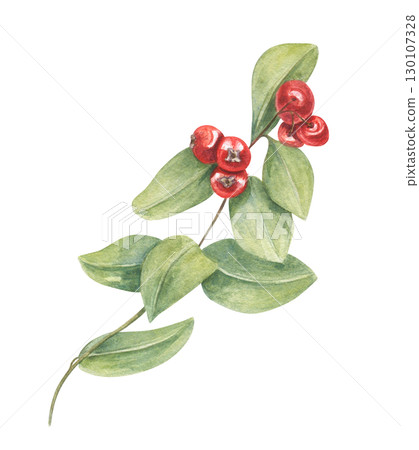 Plant with red berries and green leaves watercolor illustration on isolated background. Winter mistletoe for Christmas decor, festive design, botanical pattern, seasonal concept, invitation. Plant with red berries and green leaves watercolor illustration on isolated background. Winter mistletoe for Christmas decor, festive design, botanical pattern, seasonal concept, invitation. 130107328