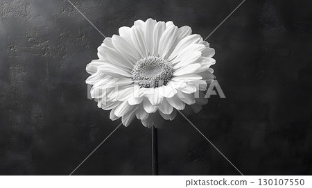 Isolated Black and White Daisy on Black Backdrop Isolated Black and White Daisy on Black Backdrop 130107550