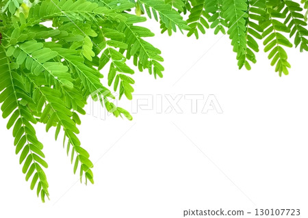 Tamarind leaves isolated on white background 130107723