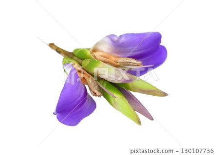 acanthus ilicifolius flower isolated on white background 130107736