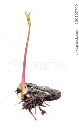 Small mango tree sapling isolated on white background Small mango tree sapling isolated on white background 130107740