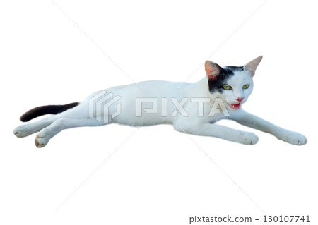 Cat lying on white background Cat lying on white background 130107741