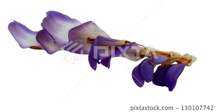 acanthus ilicifolius flower isolated on white background 130107742