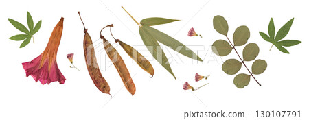 Pressed and dried flower isolated on white background. For use in floral patterns, compositions, herbariums, scrapbooking, floristry. 130107791