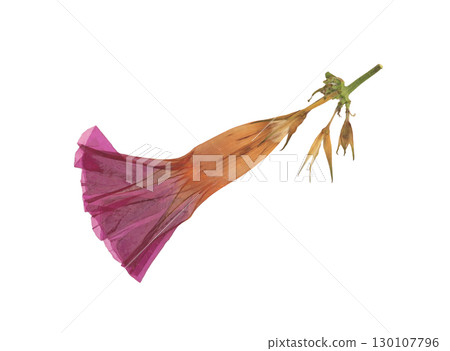 Pressed and dried flower isolated on white background. For use in floral patterns, compositions, herbariums, scrapbooking, floristry. 130107796