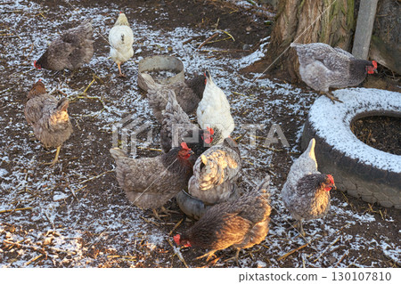 Group of chickens pecking in snowy farmyard with rustic environment and greenery 130107810