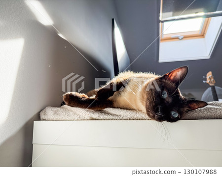 Siamese cat resting on white desk near computer. Pet companionship, comfort, relaxation, and lifestyle detail. 130107988