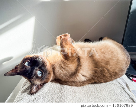 Siamese cat lying on back under sunlight near wall. Relaxation, affection, and companionship in domestic life. Siamese cat lying on back under sunlight near wall. Relaxation, affection, and companionship in domestic life. 130107989
