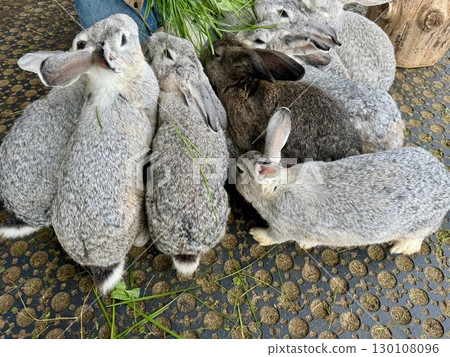 feeding rabbits with fresh grass on the farm in summer. Hight photo 130108096
