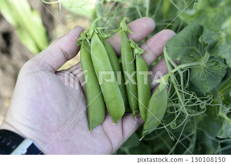 Pea pods in hand. Fruit peas in the garden. Pea pods in hand. Fruit peas in the garden. 130108150