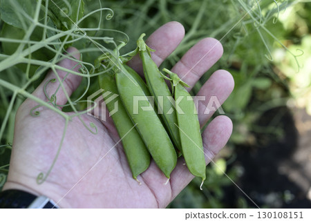 Pea pods in hand. Fruit peas in the garden. Pea pods in hand. Fruit peas in the garden. 130108151