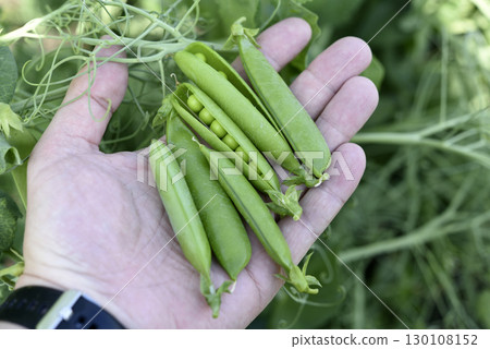 Pea pods in hand. Fruit peas in the garden. Pea pods in hand. Fruit peas in the garden. 130108152