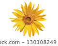 Sunflower flower isolated on white background 130108249