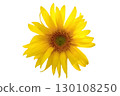 Sunflower flower isolated on white background 130108250