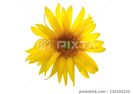 Sunflower flower isolated on white background 130108250