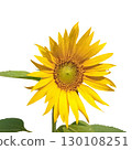 Sunflower flower isolated on white background 130108251