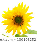 Sunflower flower isolated on white background 130108252