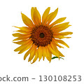 Sunflower flower isolated on white background 130108253