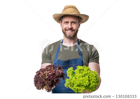 farmer in apron and hat hold lettuce vegetable isolated on white 130108333